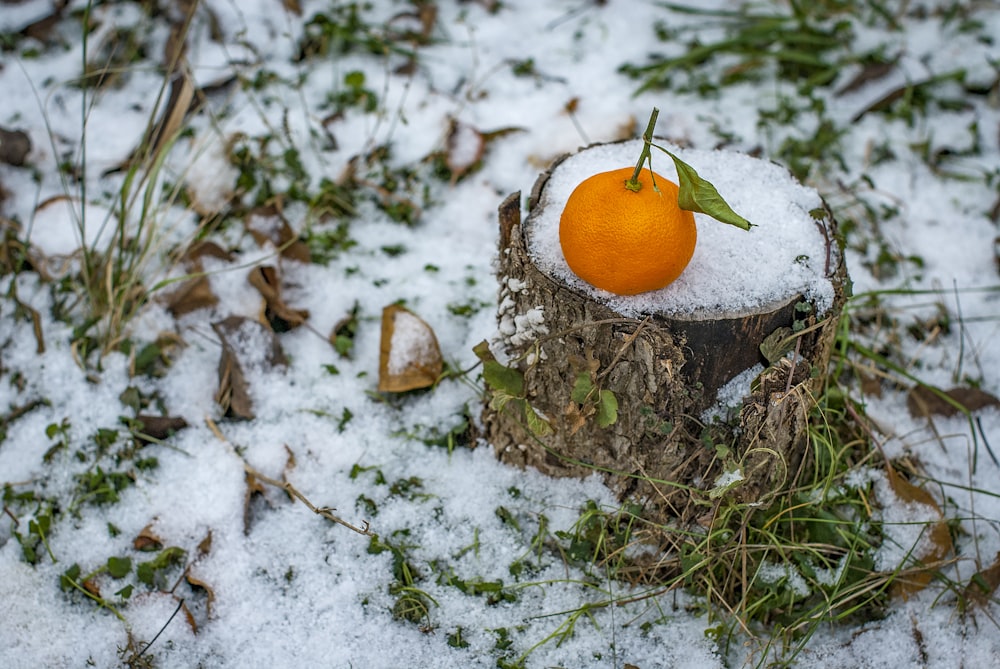 agrumes orange sur tronc d’arbre recouvert de neige pendant la journée