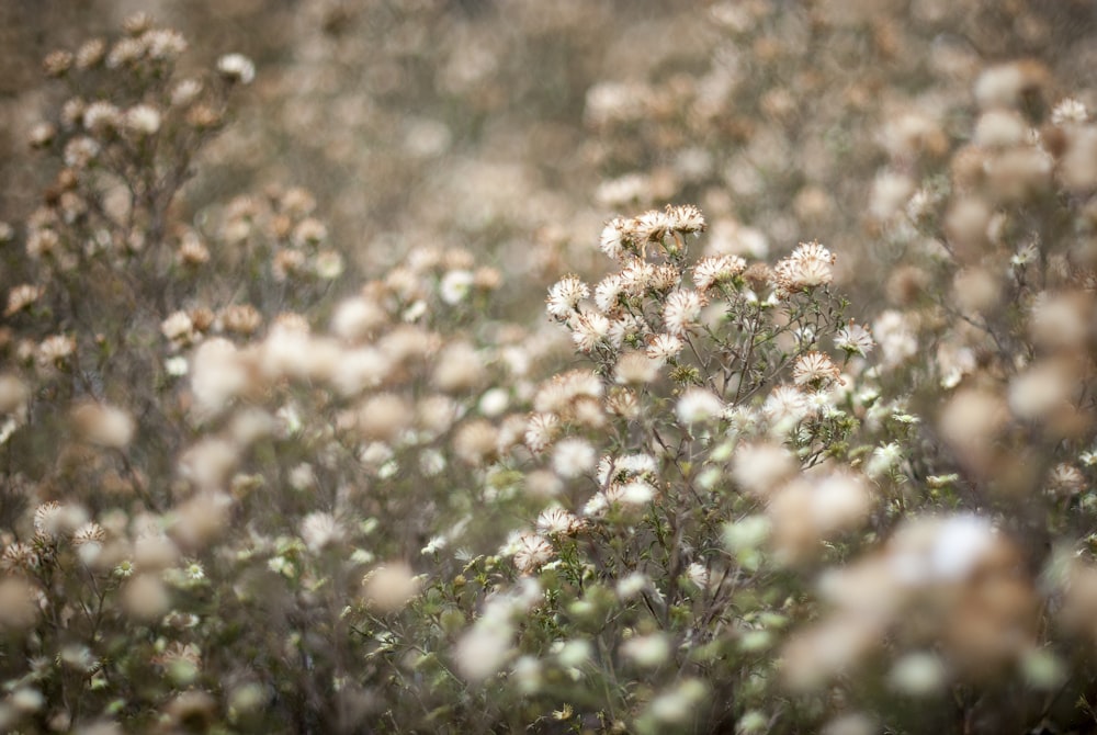 bed of flowers