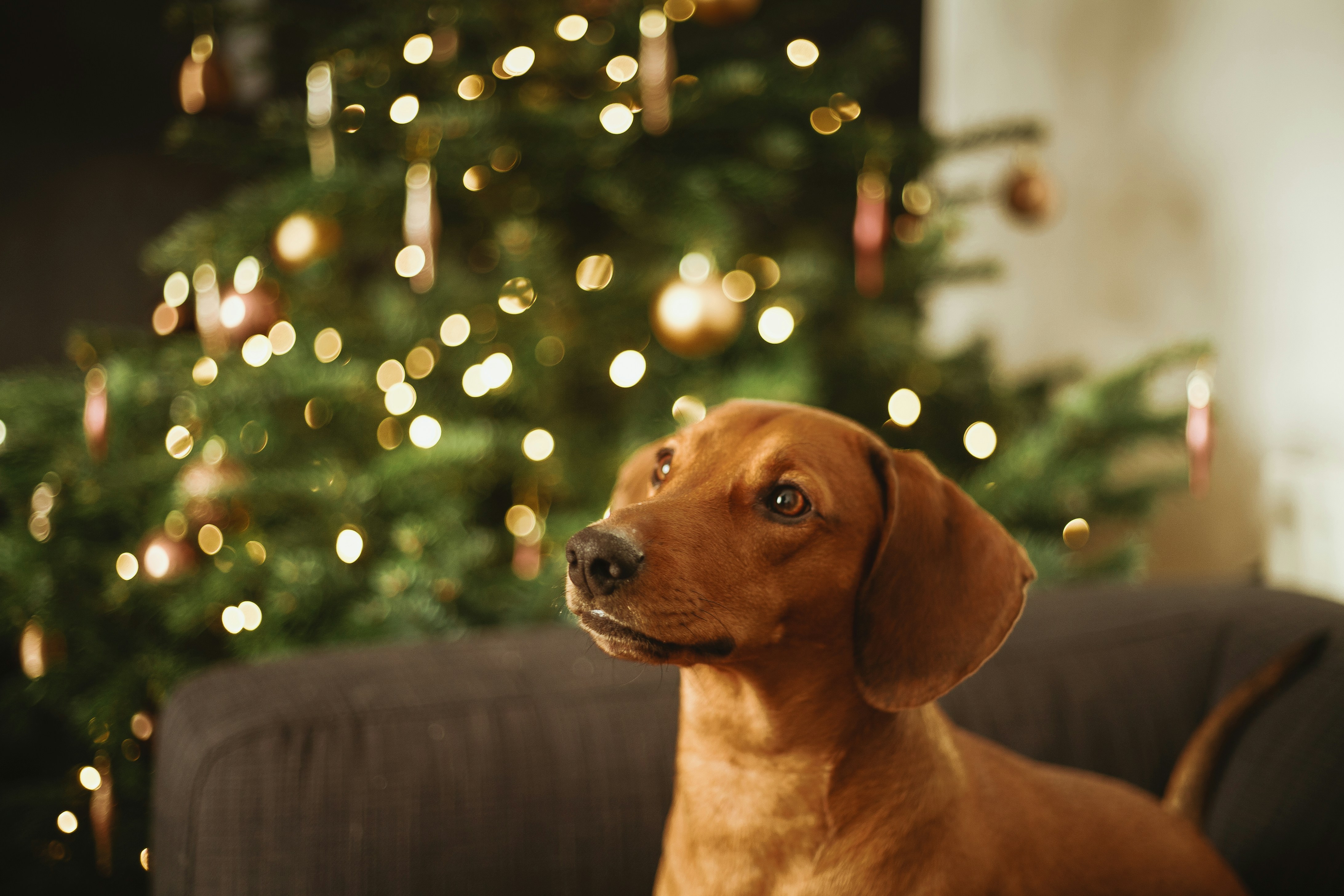 Short-coated brown dog near Christmas tree photo – Free Image on Unsplash, image size:3000x2000