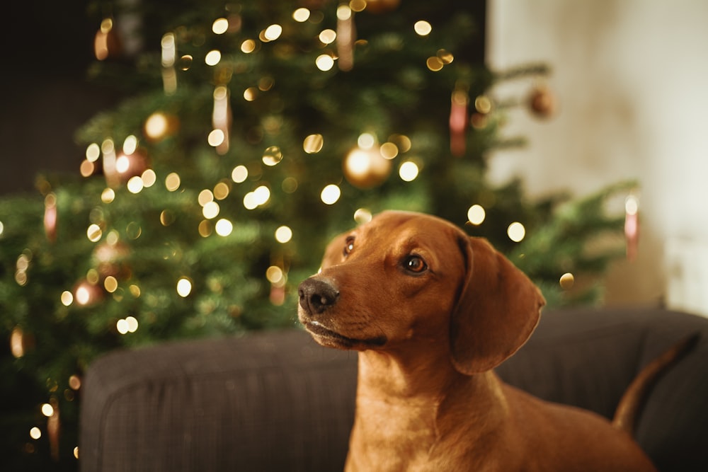 short-coated brown dog near Christmas tree