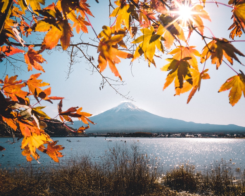 arbre à feuilles brunes près d’un plan d’eau