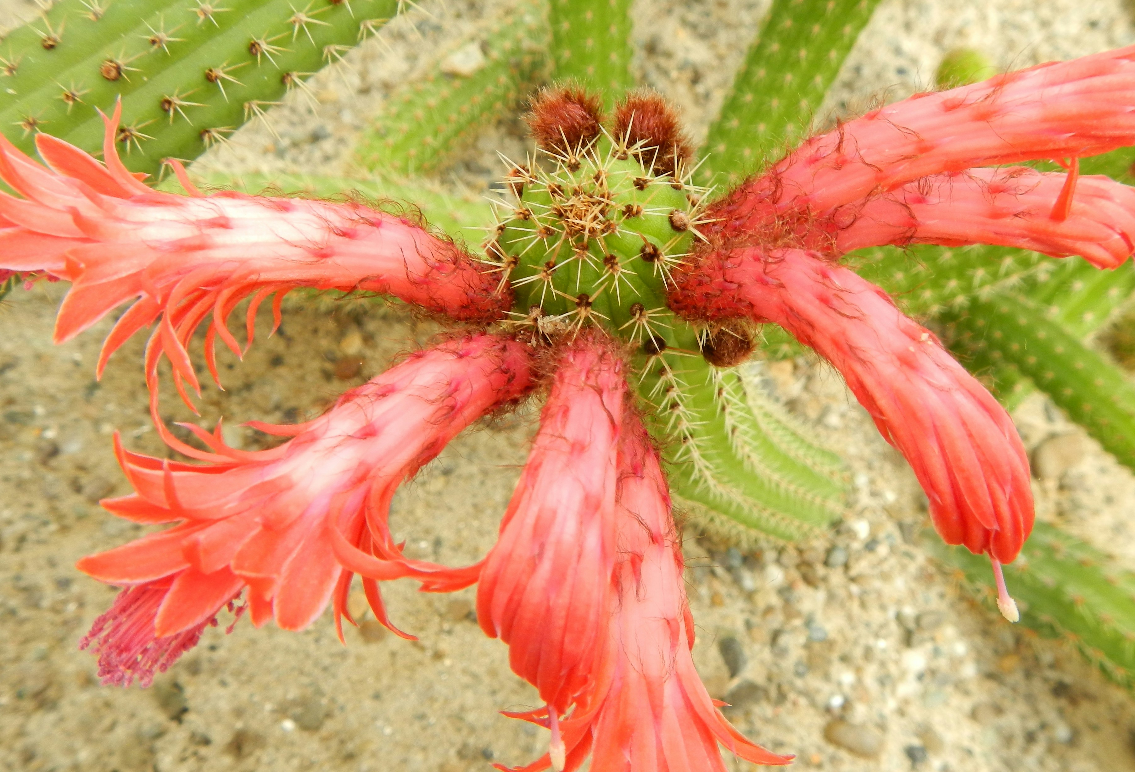 Close-up of a vibrant and spiny Dwarf globular cactus showcasing its unique features