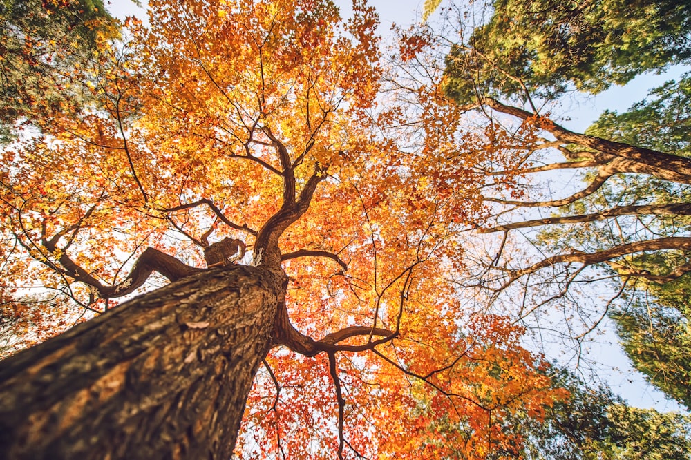 fotografia ad angolo basso di alberi ad alto fusto