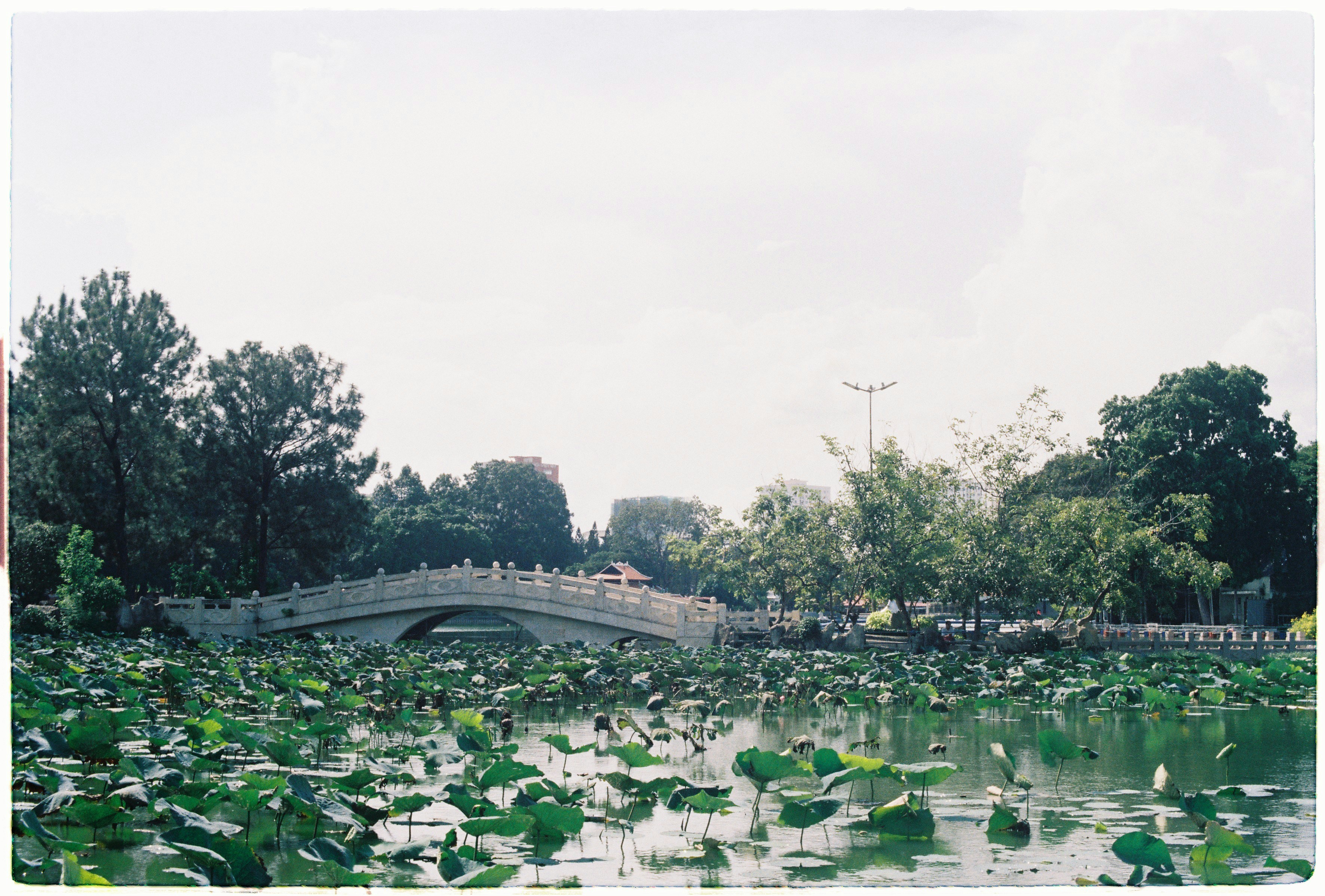 Concrete bridge between trees photo – Free Grey Image on Unsplash