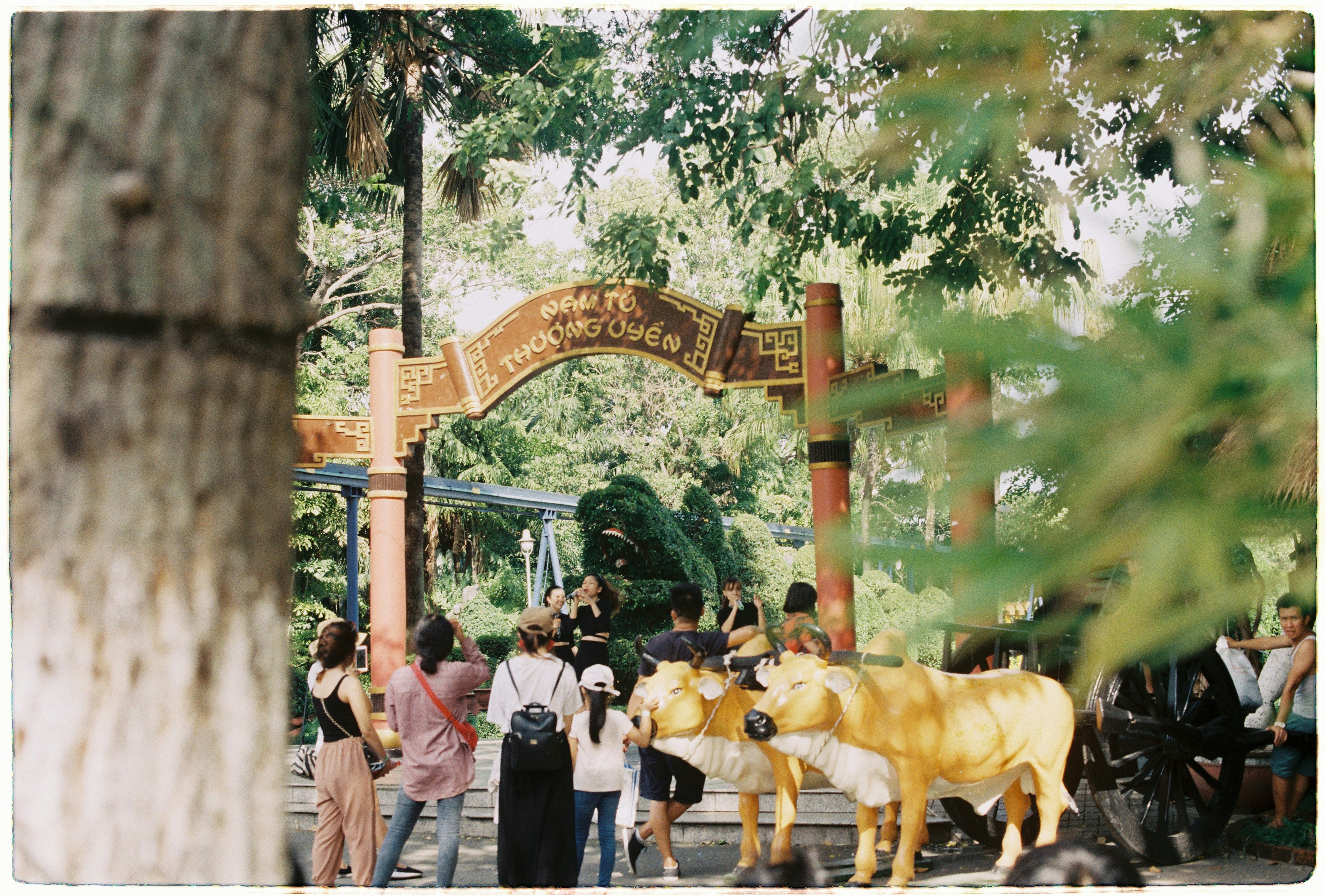 Gold cow statues at zoo entrance