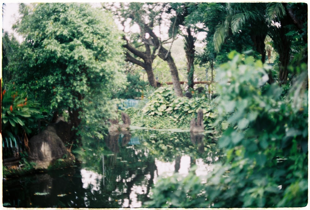 green-leafed trees near creek