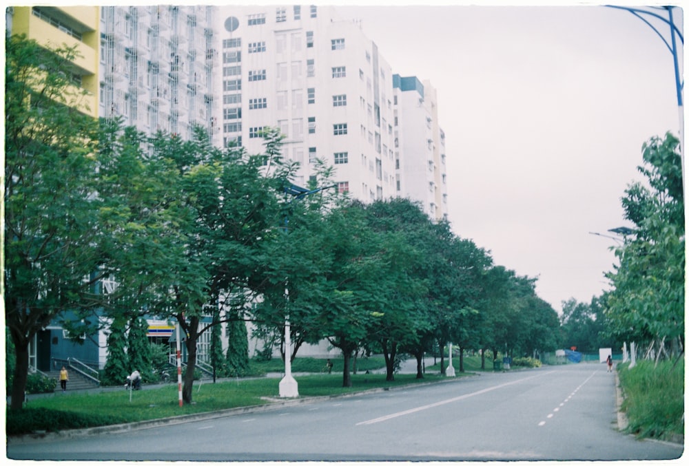 green leafed trees in between road