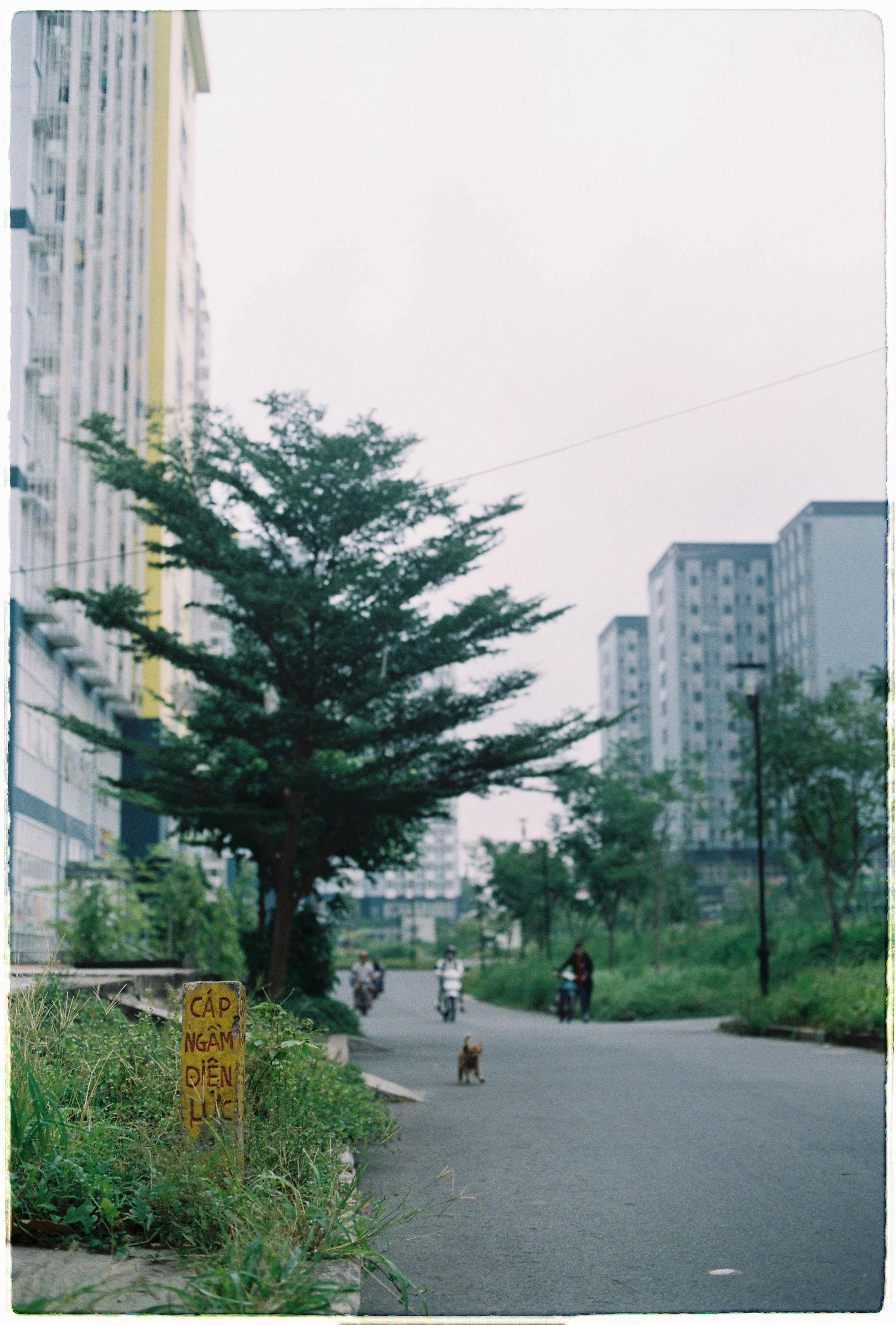 tree near building during daytime