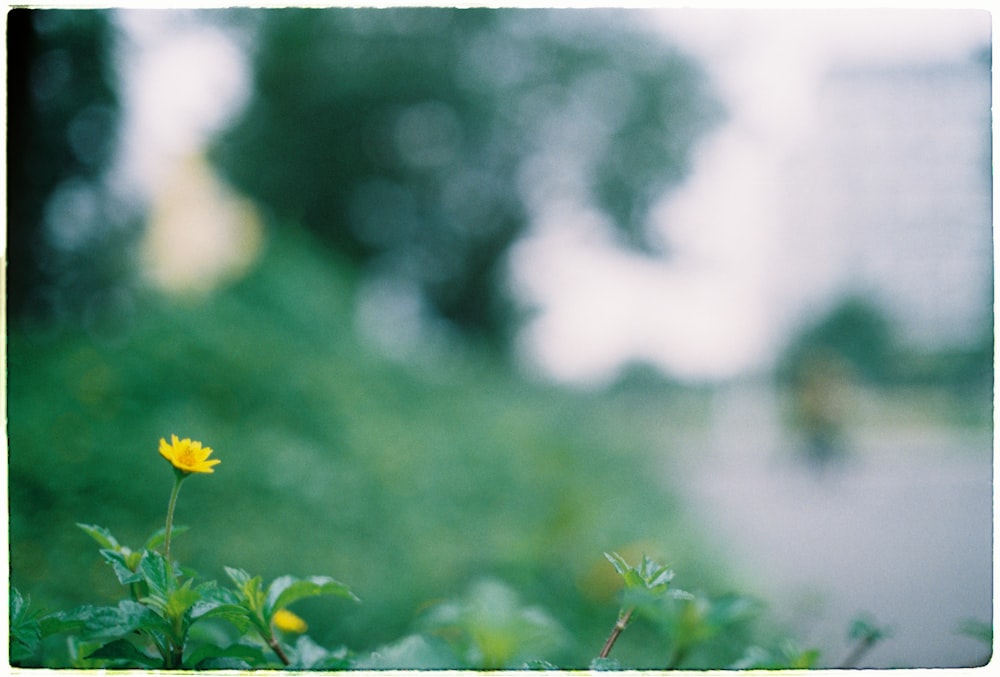 selective focus photography of yellow Singapore daisy flower in bloom