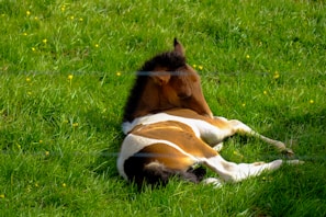 A foal resting peacefully under a large oak tree at sunset