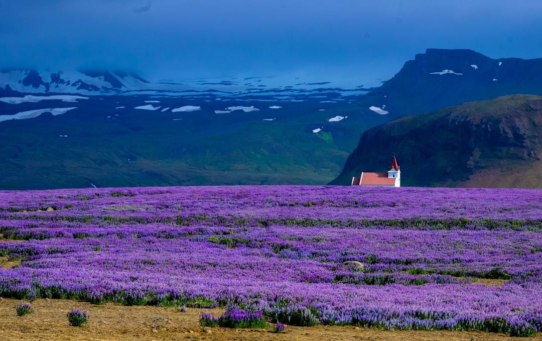 house near lavender field