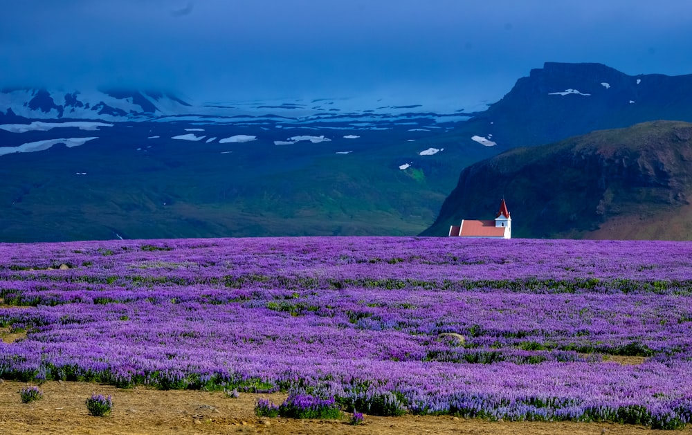 house near lavender field