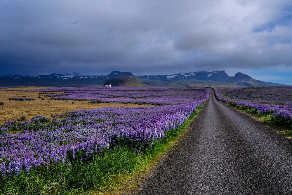 purple flowers beside road