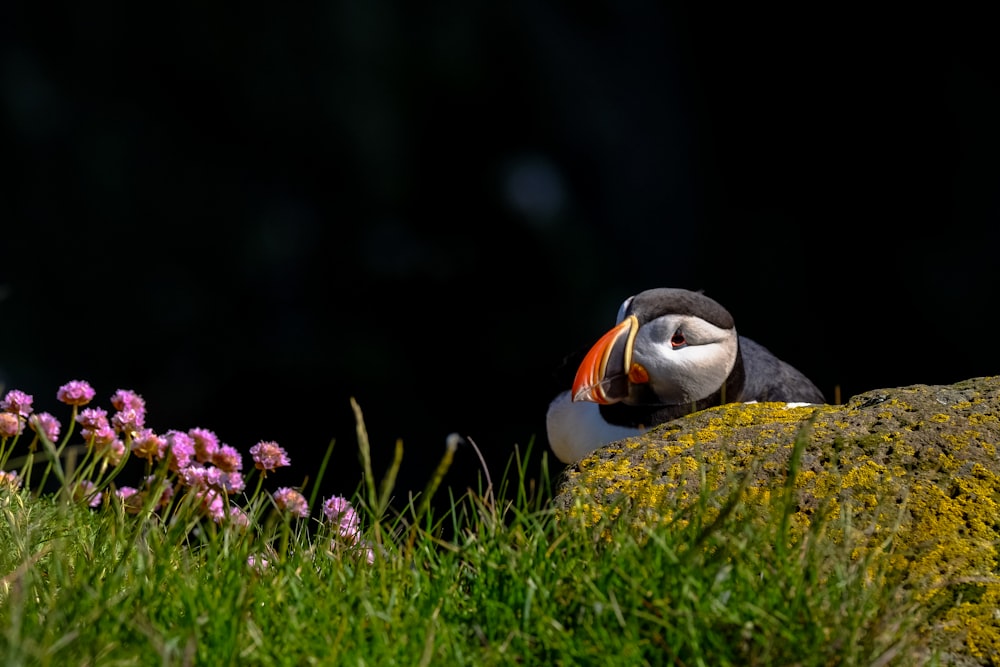 bird on the grass field photography