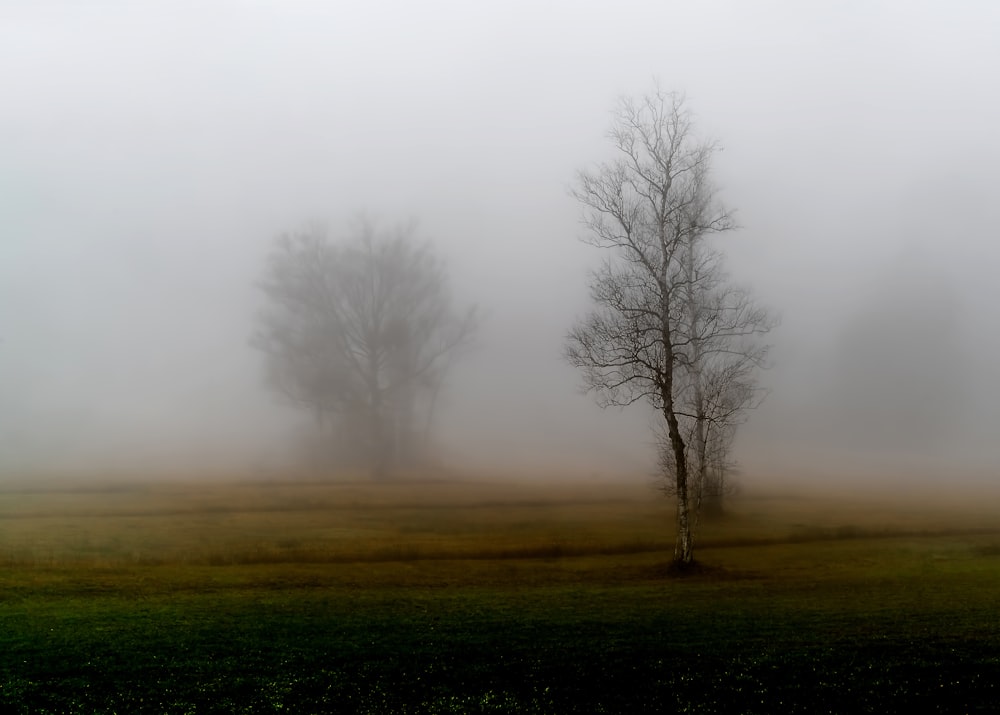 leafless tree