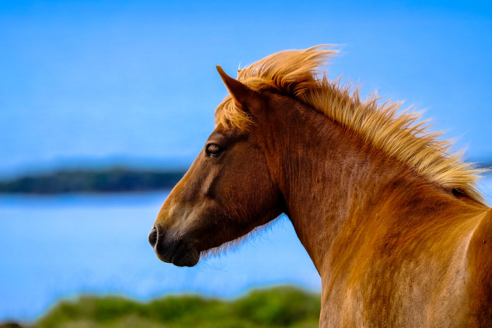 brown horse close-up photography