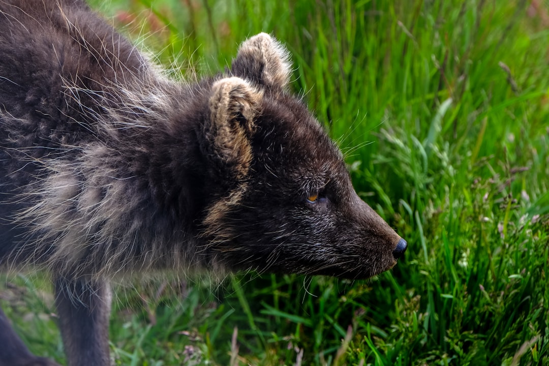 black animal on green grass