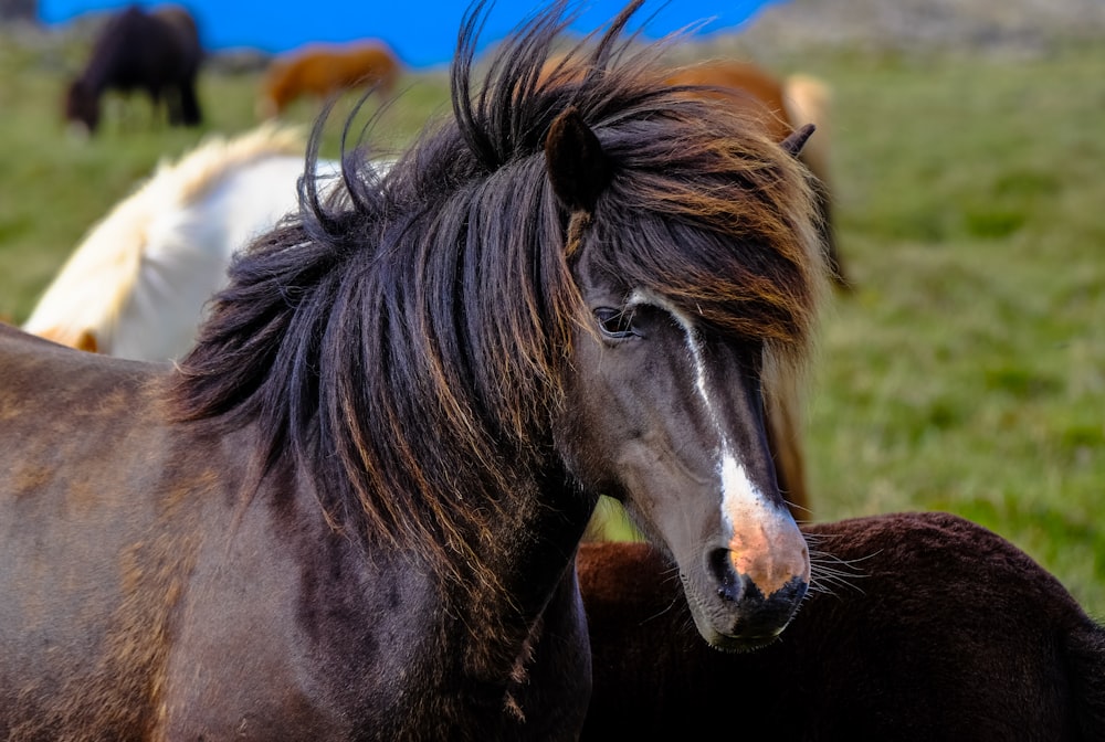 cheval noir en photographie en gros plan