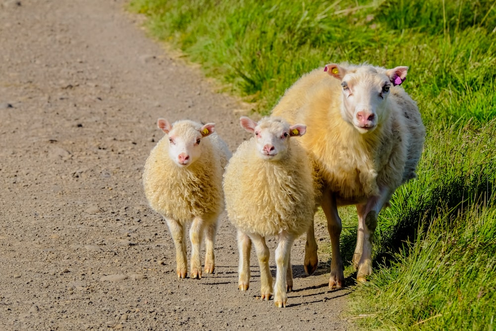 three white lambs walking beside green grass field