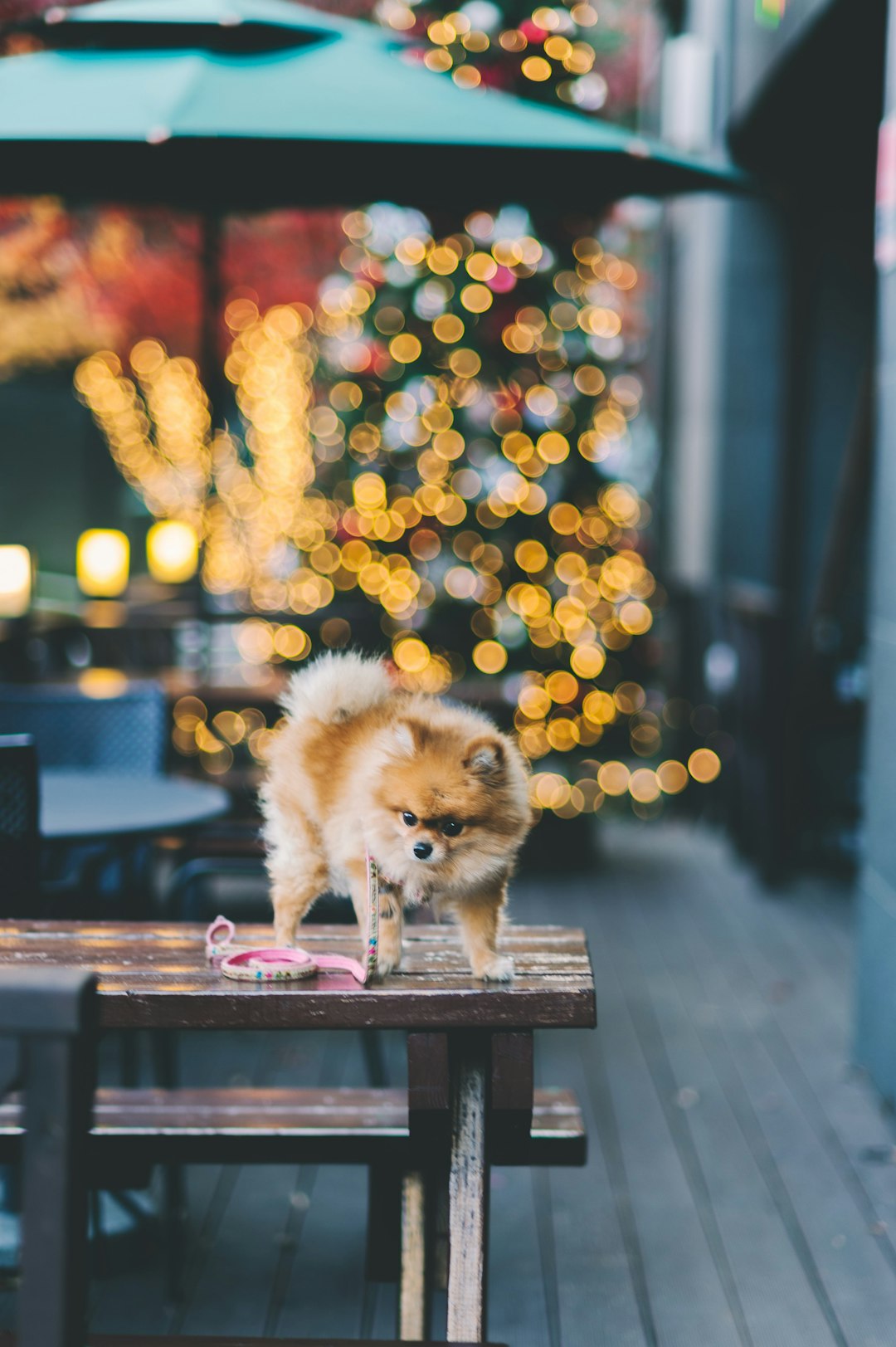 brown and white short-coat dog on top of brown wooden table