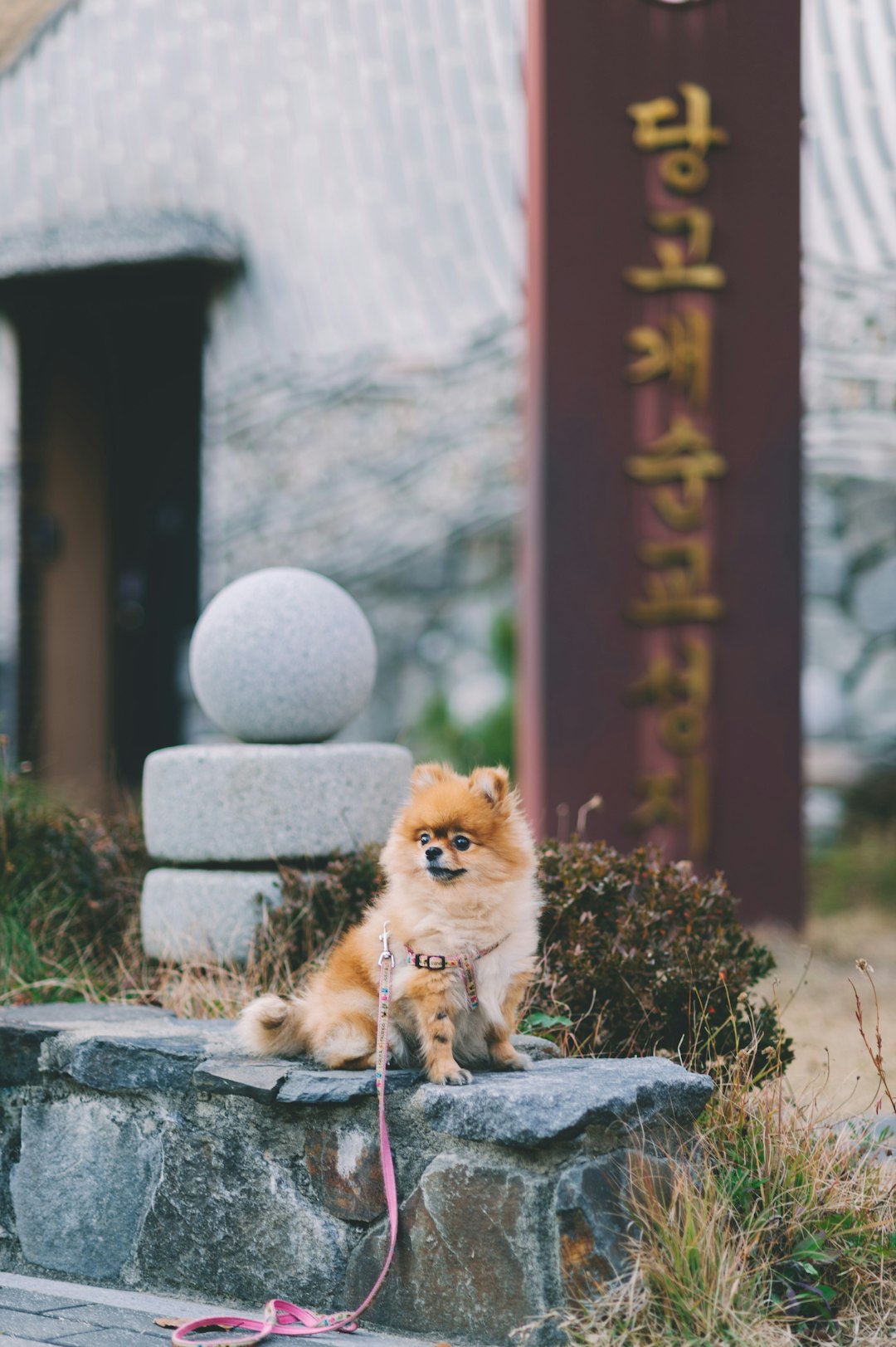 adult orange Pomeranian with pink leash