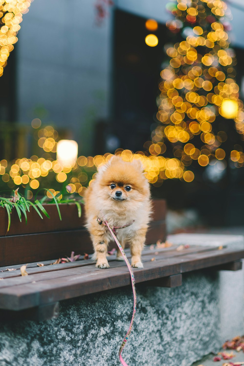 dog standing on bench