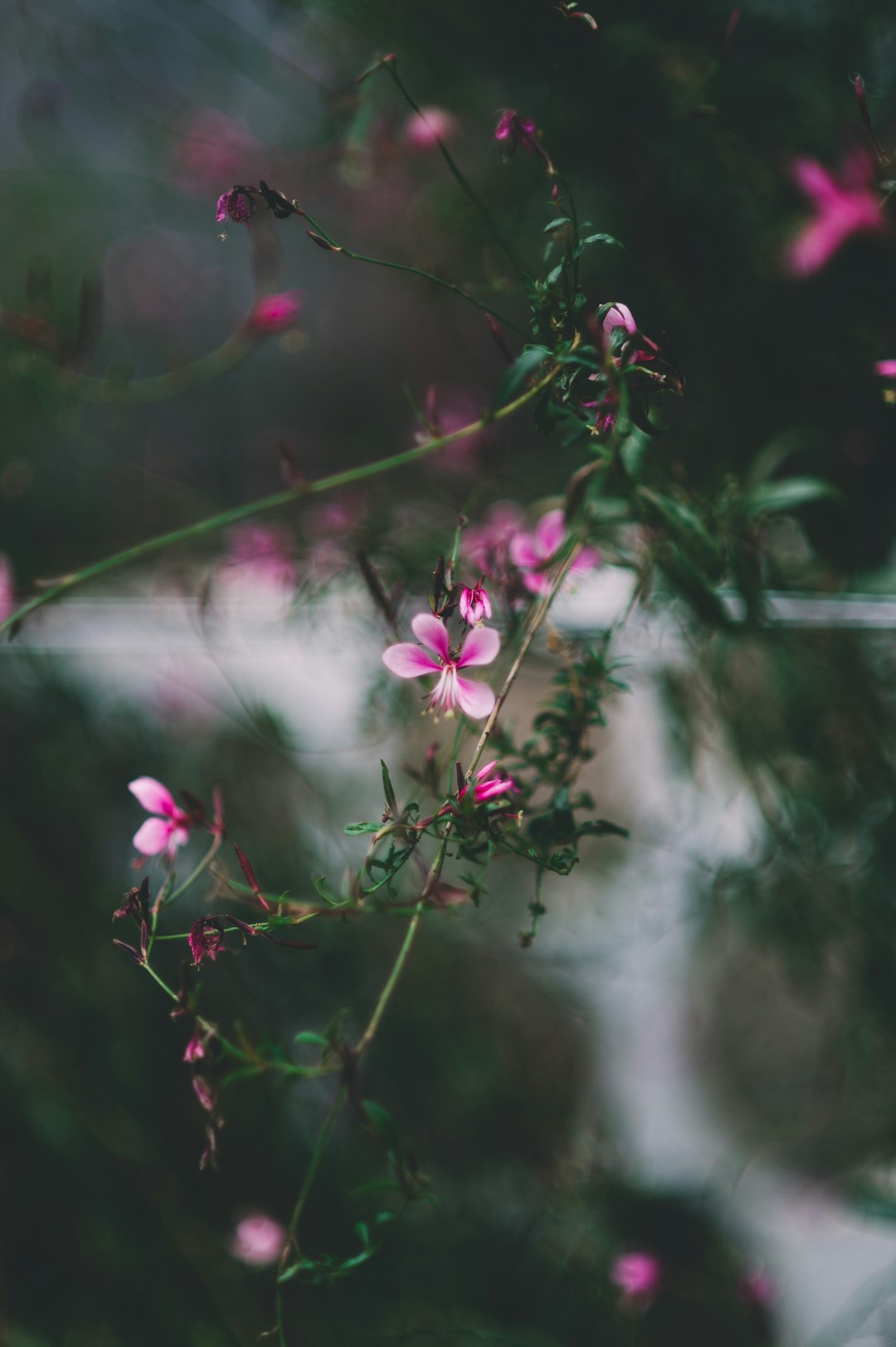 pink petaled flowers