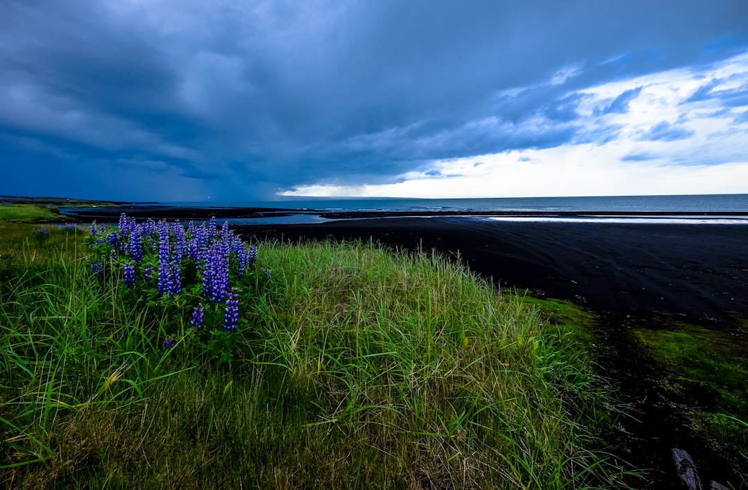 purple flowers under cloudy sky