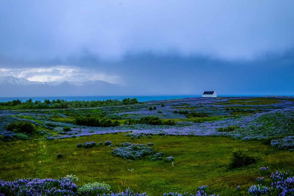 landscape photography of green trees and green grass field