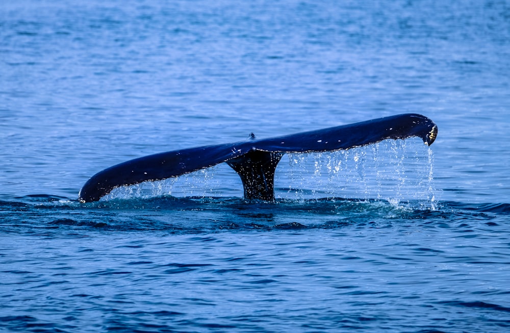 whale tail