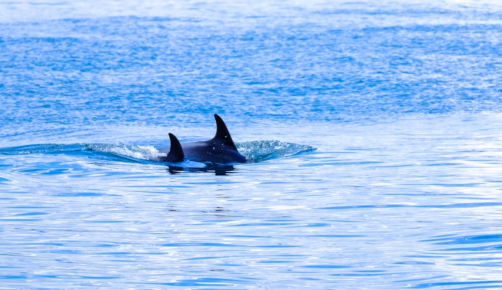 two sharks on calm body of water during daytime