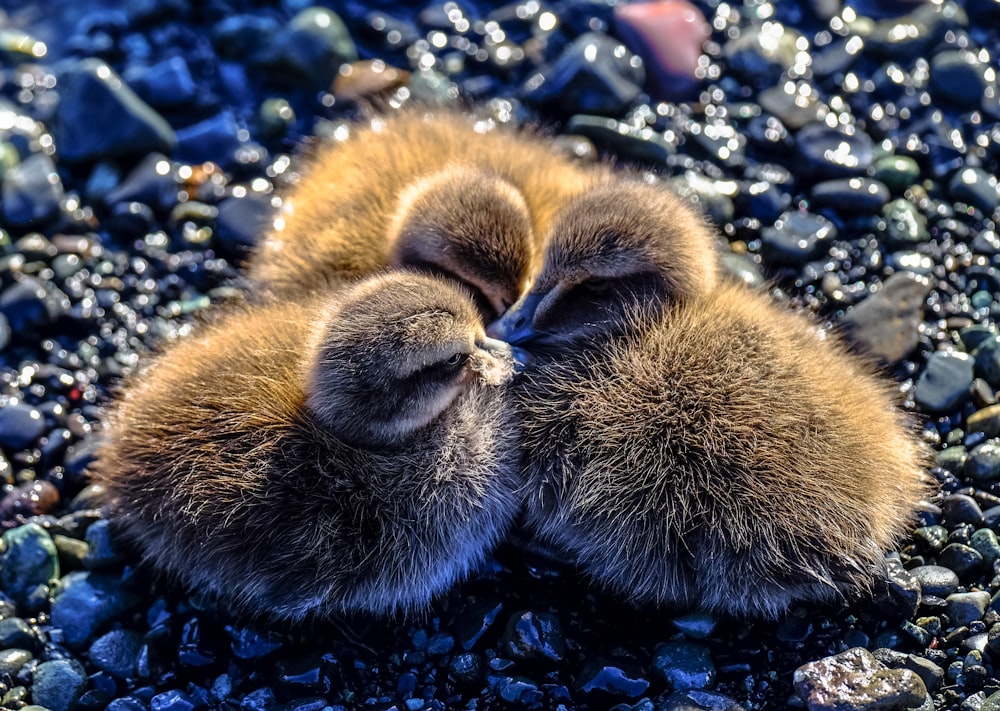 closeup photography of three ducklings