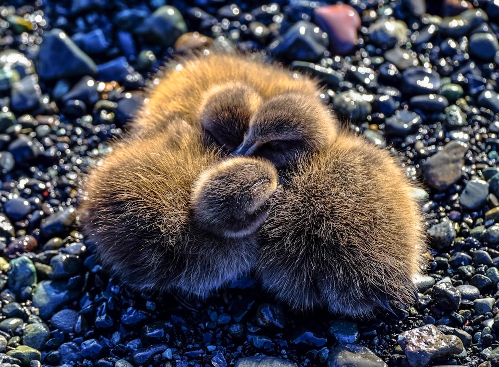 3 brown ducklings