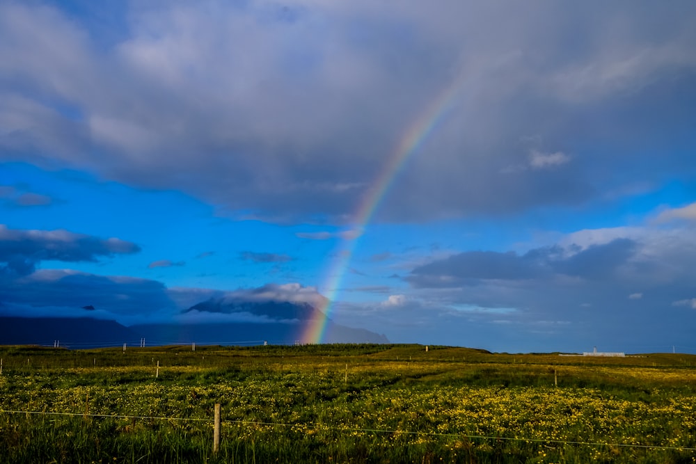 green grass field under rainbow and blue skies