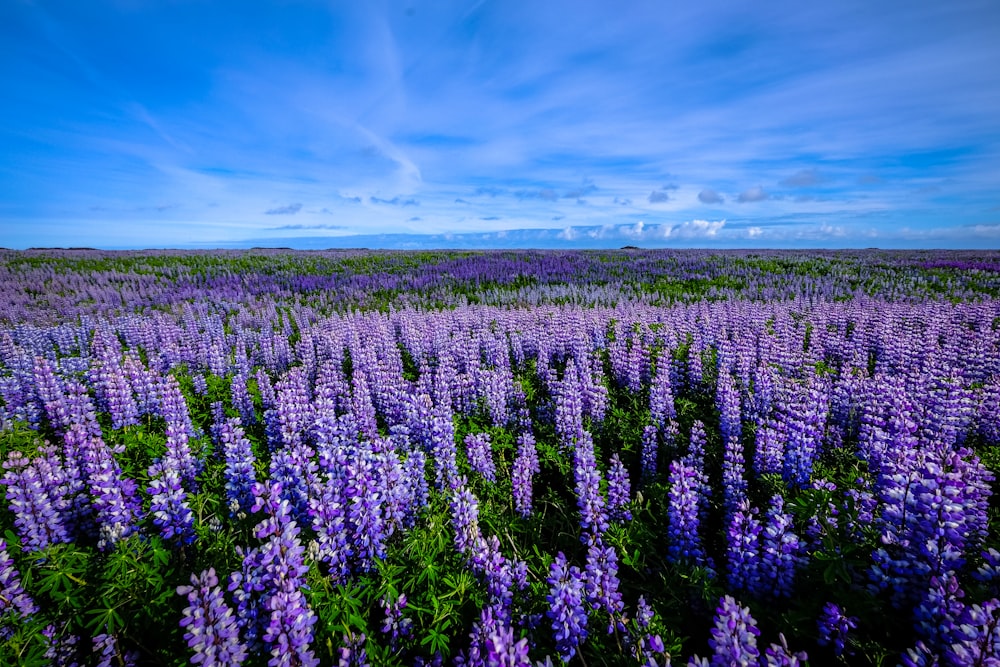 fotografia di campi di fiori dai petali viola