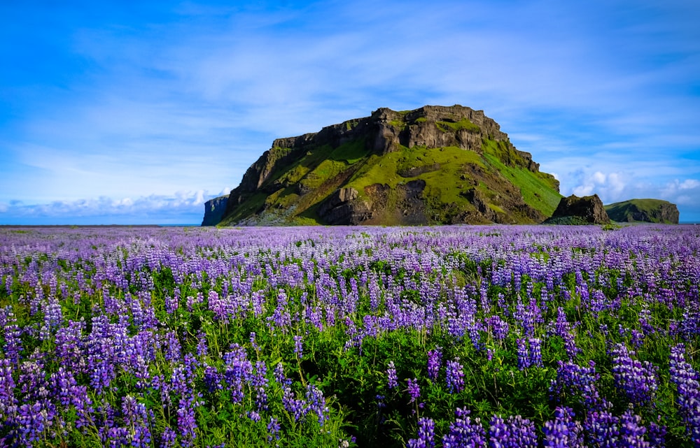 purple lavender flowers at daytime