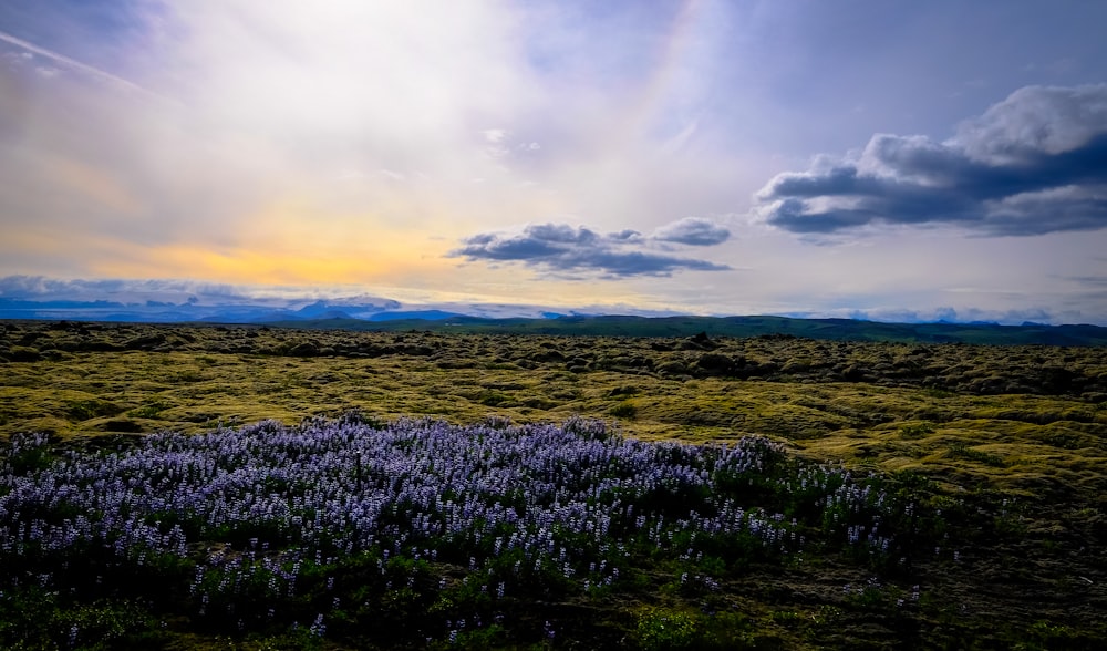 purple flower field during daytime