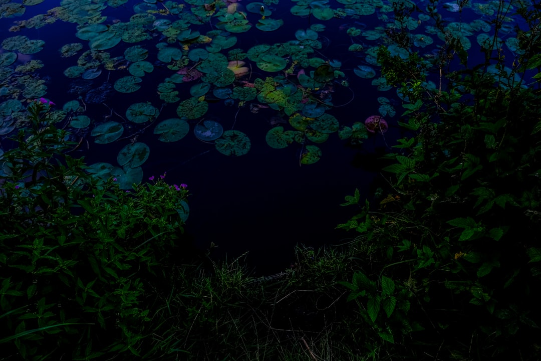 high-angle photography of water lilies on body of water