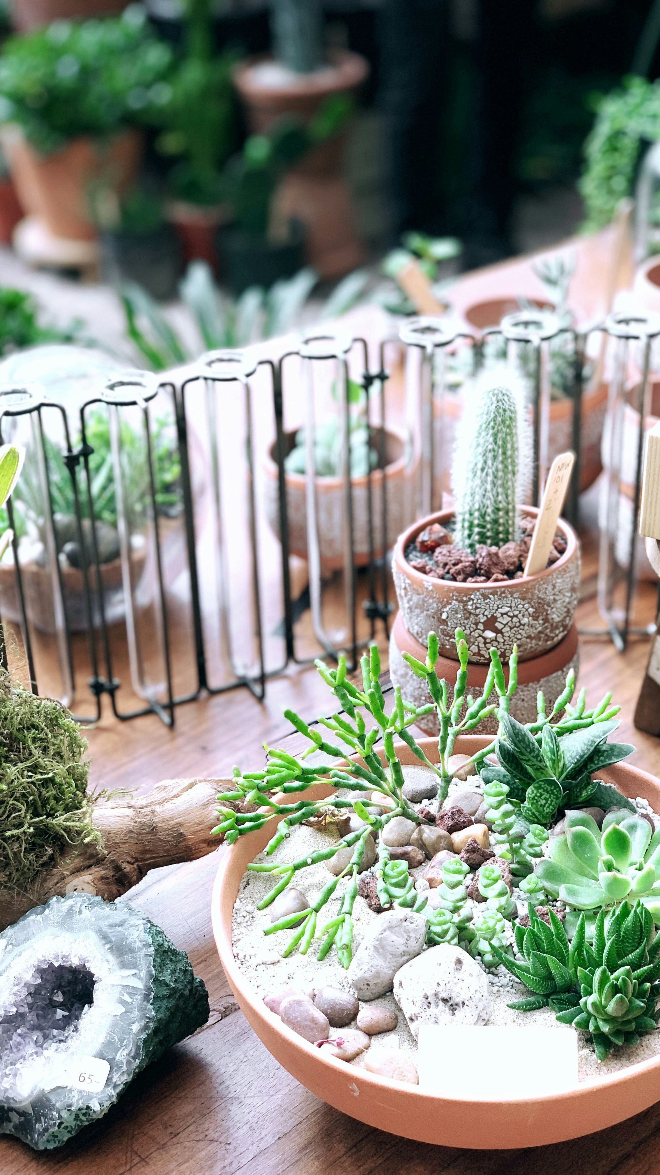 Collection of colorful echeveria succulents in tiny terracotta pots arranged on wooden board