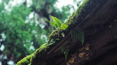 Close-up of a pressure washer gently cleaning moss off a wooden fence surrounded by lush greenery.