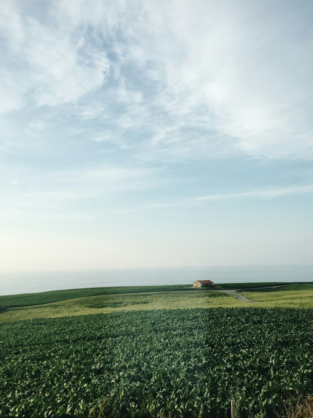 Fotografía de vista aérea de un campo de maíz