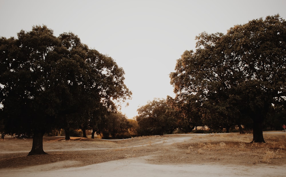 tall trees under grey clouds