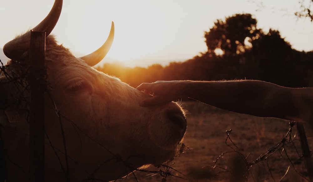 person holding cattle's head