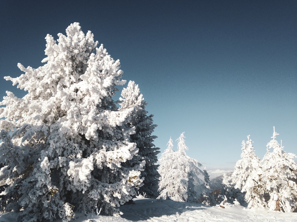 trees covered by snow