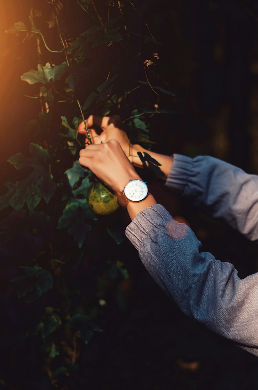 person wearing white watch picking green fruit