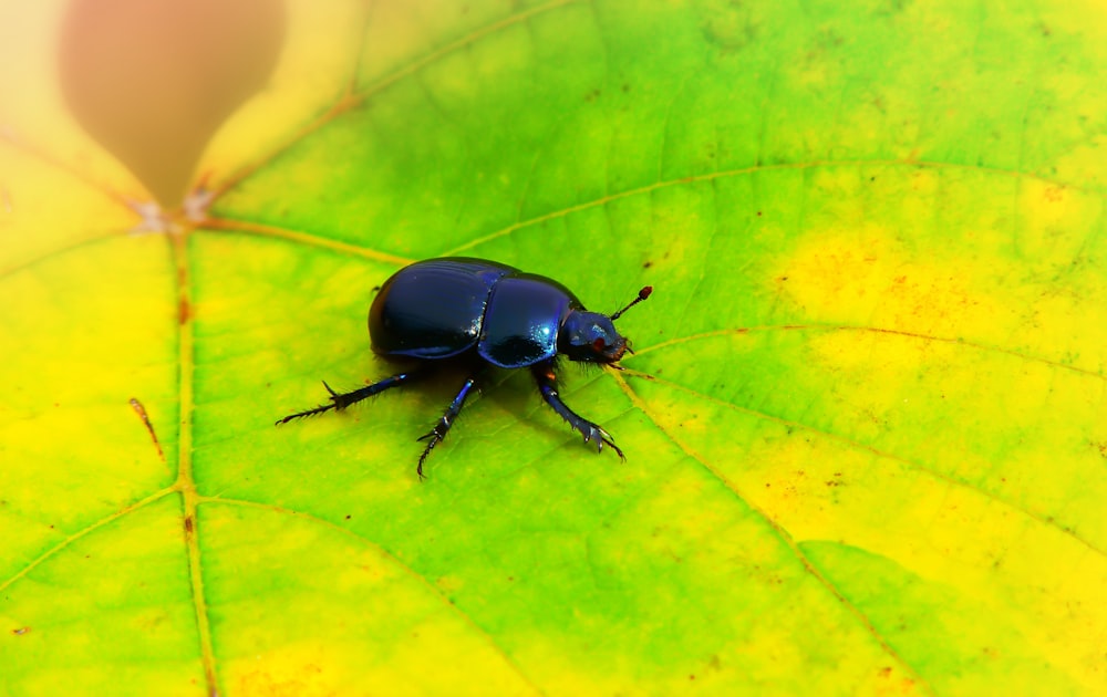 black beetle on yellow leaf