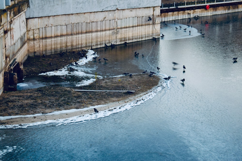 birds on body of water