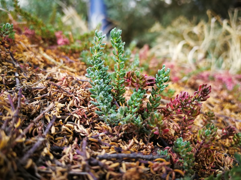 green and pink leafed plant on ground