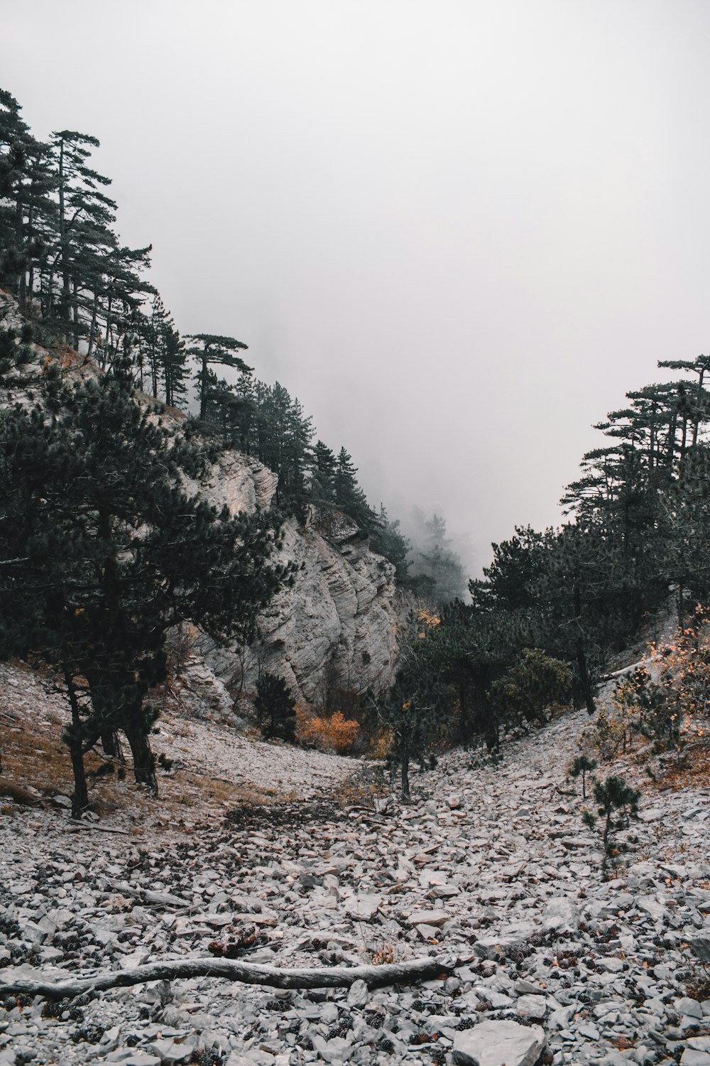 trees on hills with fogs