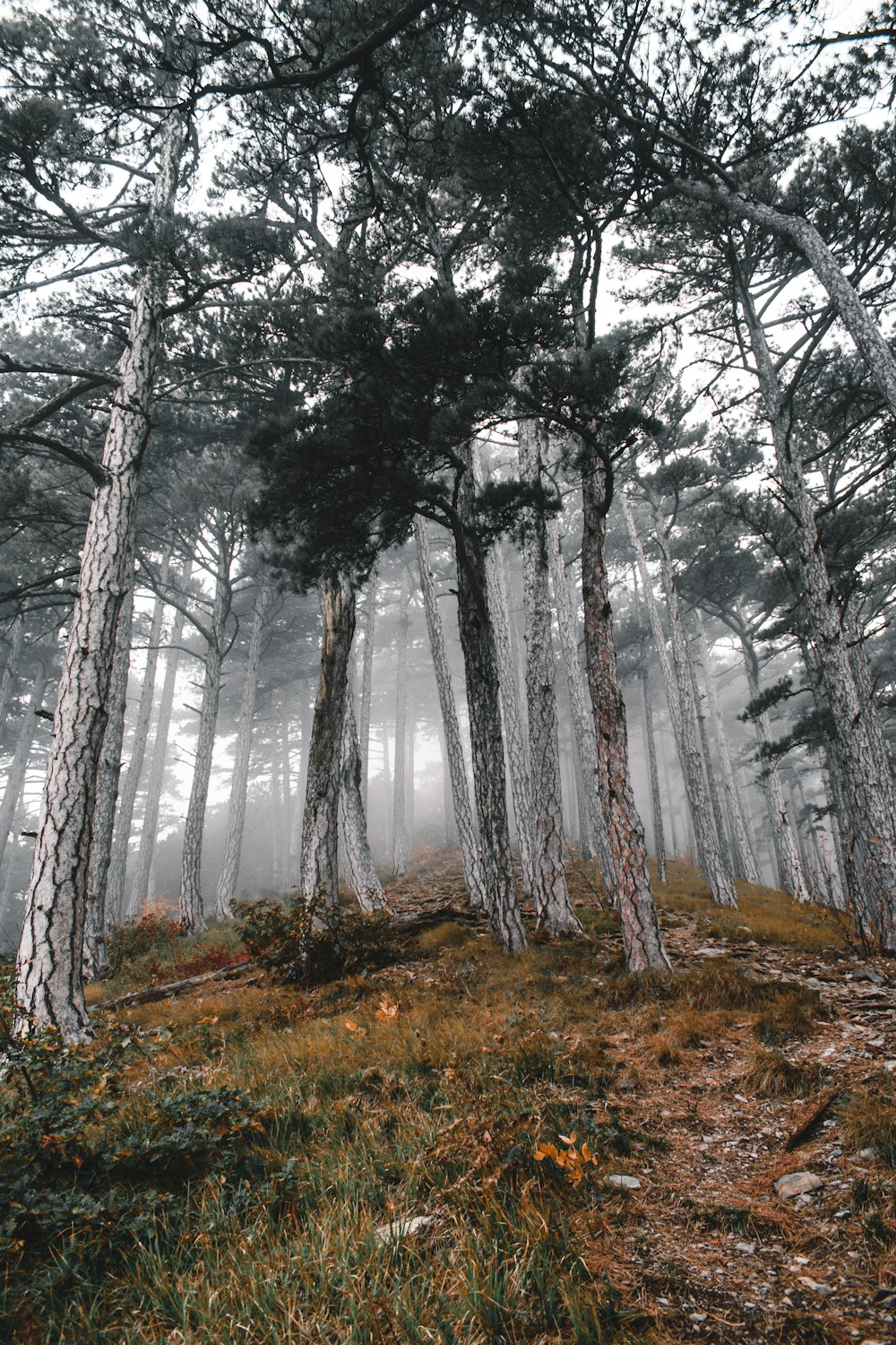 low-angle photography of tall trees during daytime